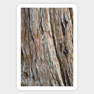 Tree Bark - Natural Texture Closeup Sticker